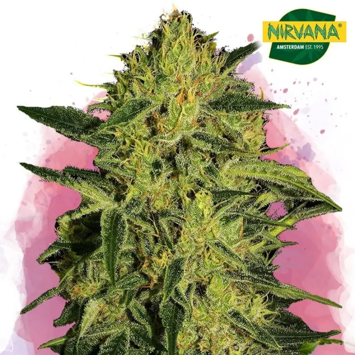 Nebula CBD Feminized Nebula CBD Feminized