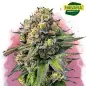 OG Kush Feminized Cannabis Seeds In South Africa | Nirvanashop SA