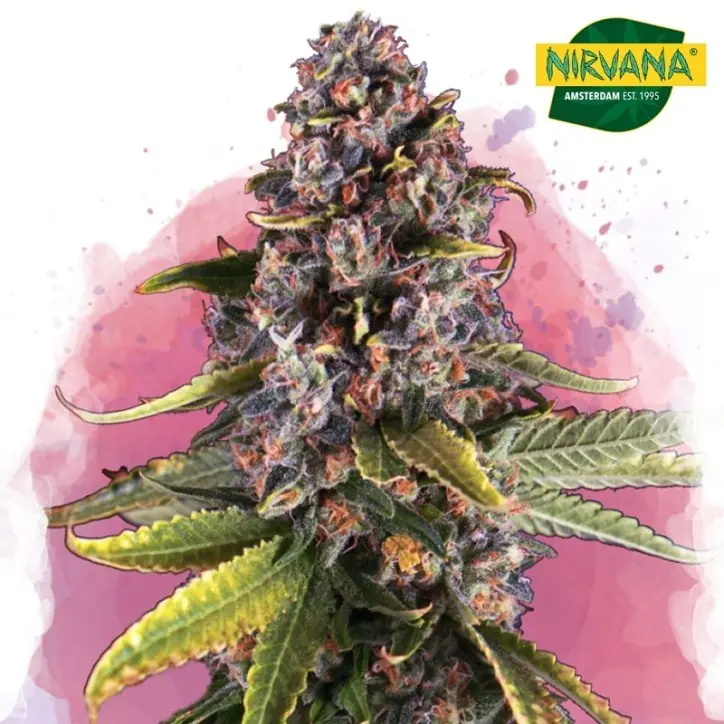 Raspberry Cough Feminized Raspberry Cough Feminized