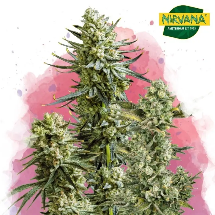 Skywalker OG Feminized Single Seed Skywalker OG Feminized Single Seed