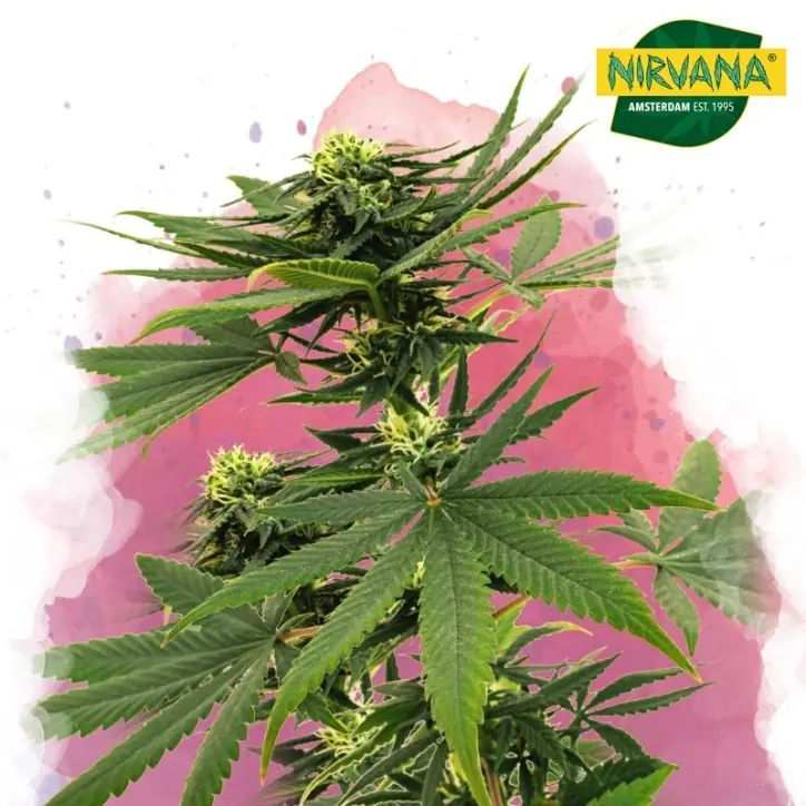 Sour Diesel Feminized Single Seed Sour Diesel Feminized Single Seed