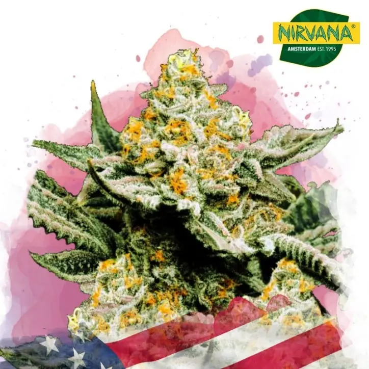 Sunset Sherbet Feminized Sunset Sherbet Feminized