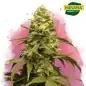 Sweet Tooth Feminized Cannabis Seeds South Africa | Nirvanashop SA