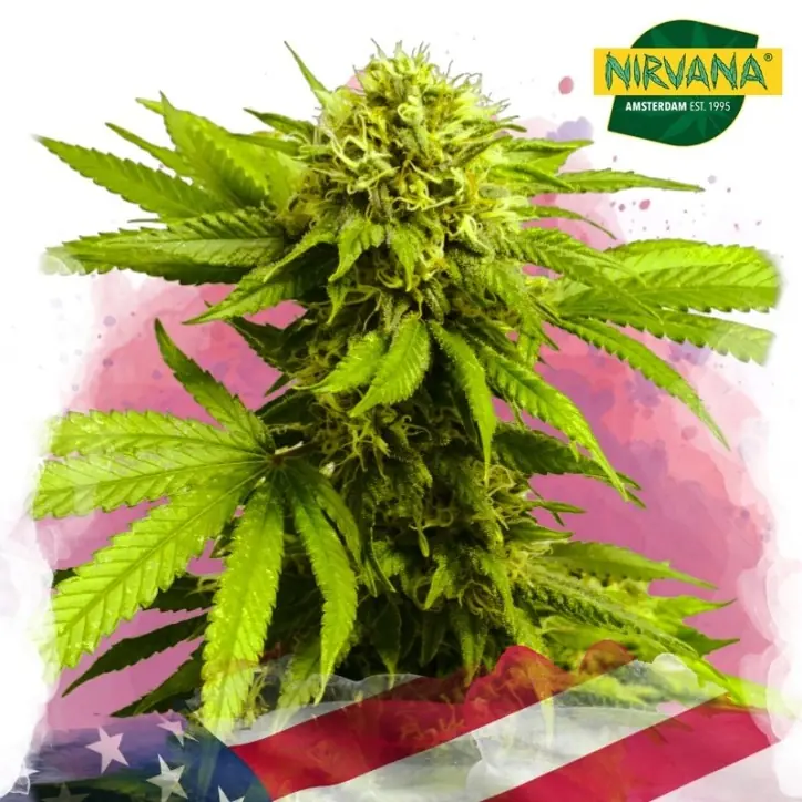 Tangie Feminized Single Seed Tangie Feminized Single Seed