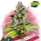 White Fire OG Feminized Cannabis Seeds South Africa | Nirvanashop SA
