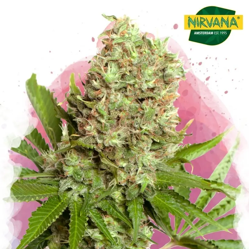 White Widow Feminized Marijuana Seeds - Classic & Potent