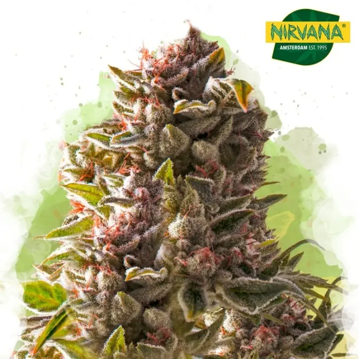 Aurora Indica Autoflower Aurora Indica Autoflower
