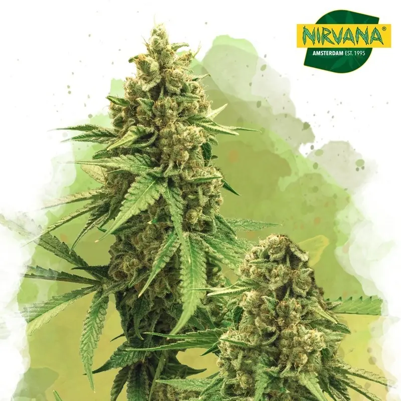 Big Bud Autoflower Cannabis Seeds In South Africa | Nirvanashop SA