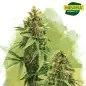 Big Bud Autoflower Cannabis Seeds In South Africa | Nirvanashop SA