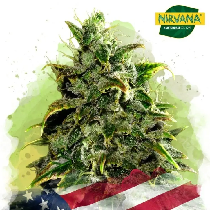 Blue Dream Autoflower Blue Dream Autoflower