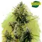 Lemon OG Haze Autoflower Cannabis Seeds South Africa | Nirvanashop SA