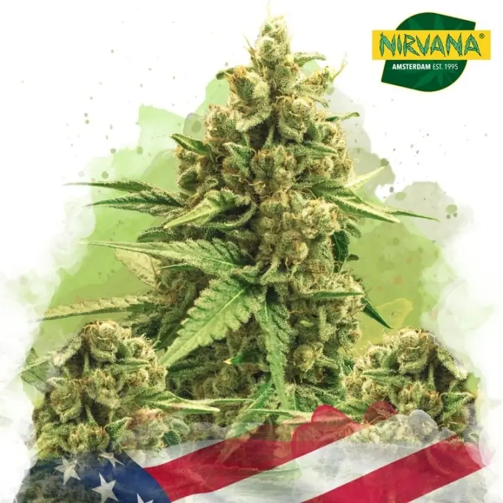 Original Glue Autoflower Original Glue Autoflower