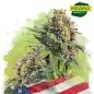Zkittlez Autoflower Cannabis Seeds South Africa | Nirvanashop SA