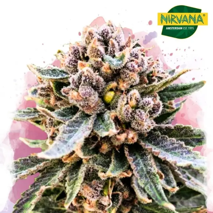 Cherry Blossom v2 CBD Feminized Cherry Blossom v2 CBD Feminized