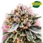 Cherry Blossom CBD Feminized Cannabis Seeds South Africa|NirvanashopSA