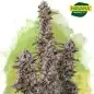 Blue Mystic Autoflower Cannabis Seeds In South Africa | Nirvanashop SA