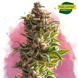 Nirvana Aurora Indica Feminized Cannabis Seeds - Potent Indica Strain