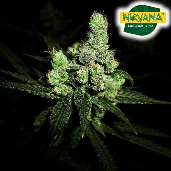 Blue Cheese Autoflower Cannabis Seeds In South Africa | MJ Seeds SA