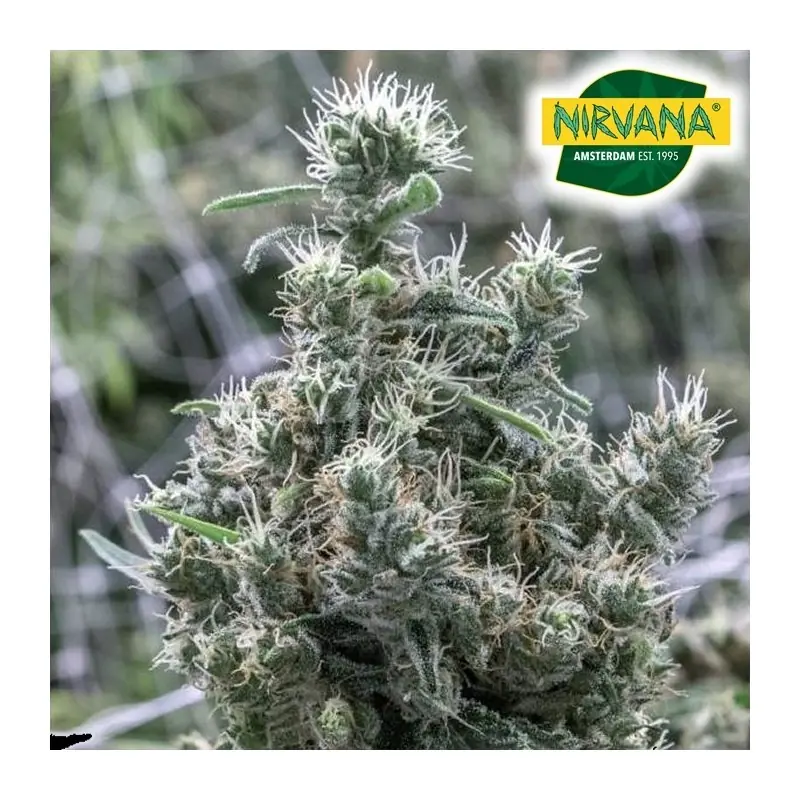 Cannatonic Seeds | Cannatonic CBD Feminized | Nirvanashop SA