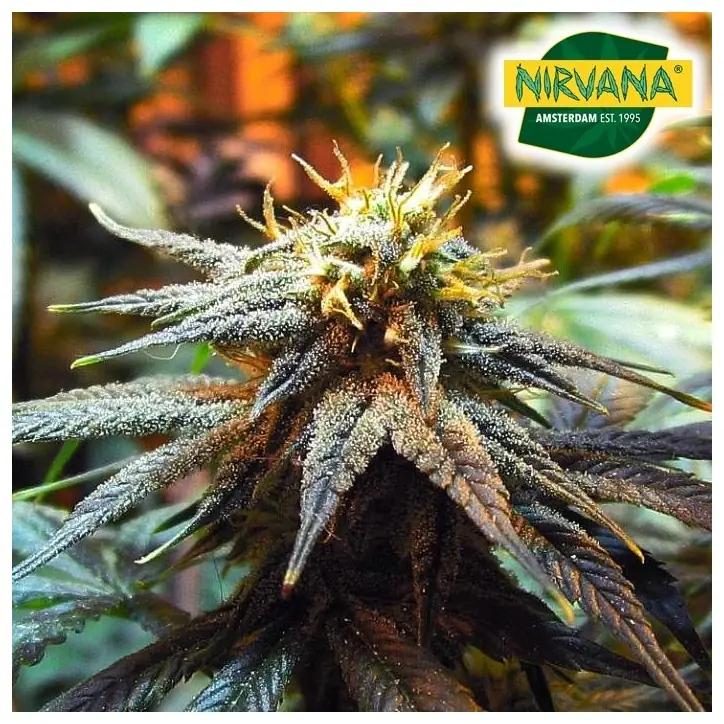 Mango Skunk Feminized Mango Skunk Feminized