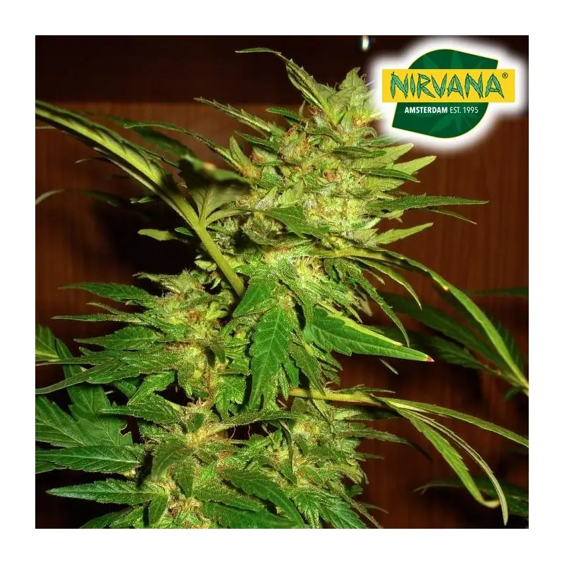 Swiss Cheese Autoflower Cannabis Seeds South Africa | Nirvanashop SA