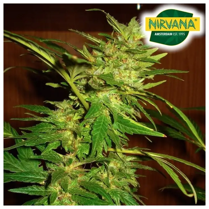 Swiss Cheese Autoflower