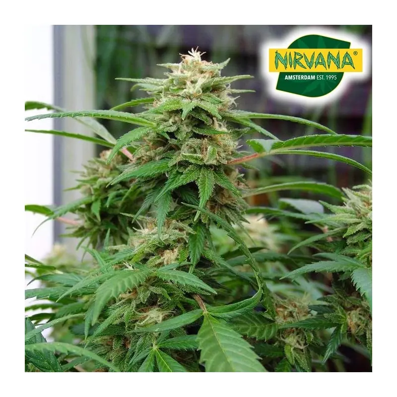 White Rhino Feminized Cannabis Seeds In South Africa | Nirvanashop SA