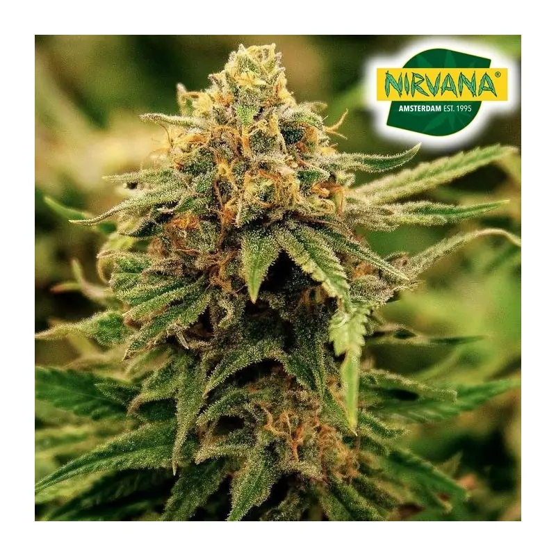 Critical CBD Feminized Cannabis Seeds South Africa | Nirvanashop SA