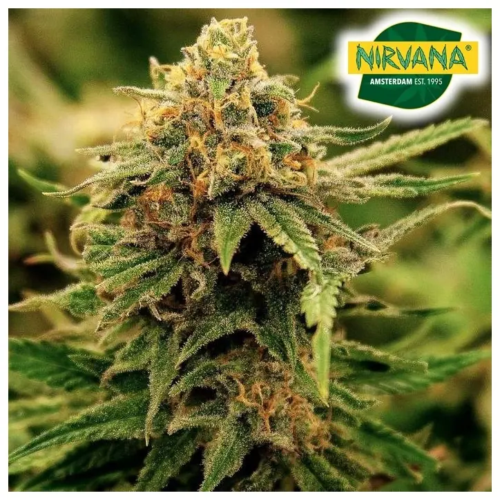 Critical CBD Feminized Critical CBD Feminized