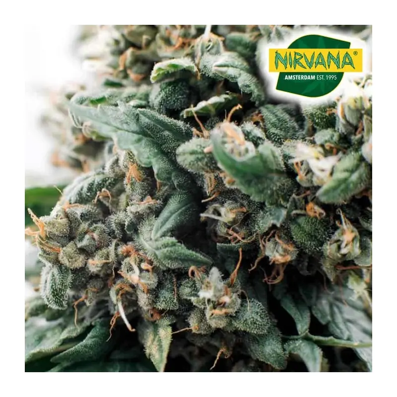Twenty Four Feminized Cannabis Seeds South Africa | Nirvanashop SA