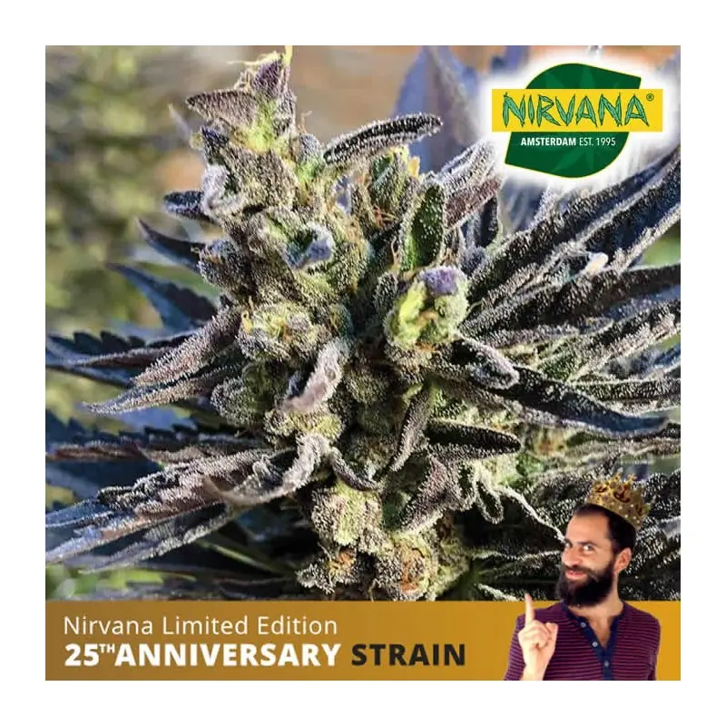 Buy K2 Feminized Marijuana|Cannabis Seeds South Africa |Nirvanashop SA