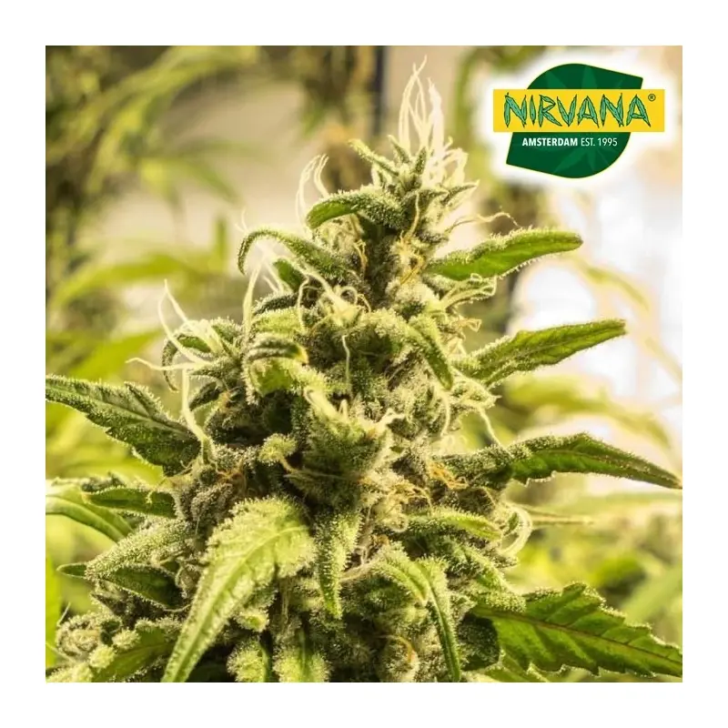 Somango XXL Autoflower Marijuana Seeds South Africa | Nirvanashop SA
