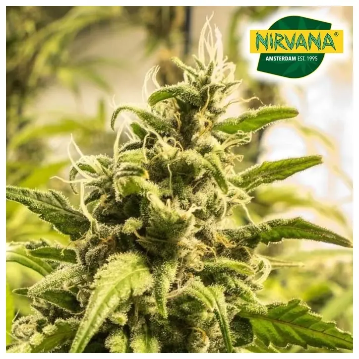 Somango XXL Autoflower Somango XXL Autoflower