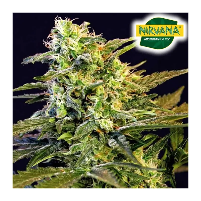 Mamba Negra Feminized Cannabis Seeds South Africa | Nirvanashop SA