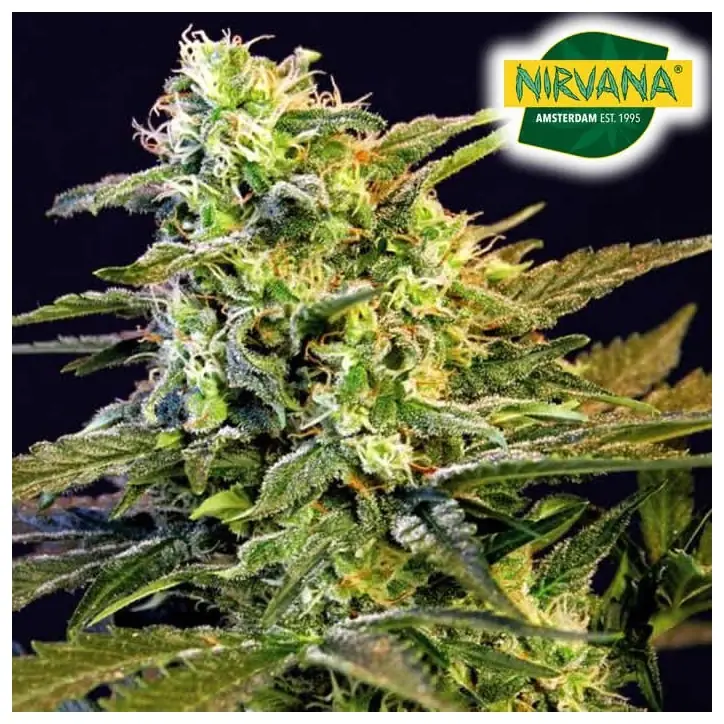Mamba Negra Feminized