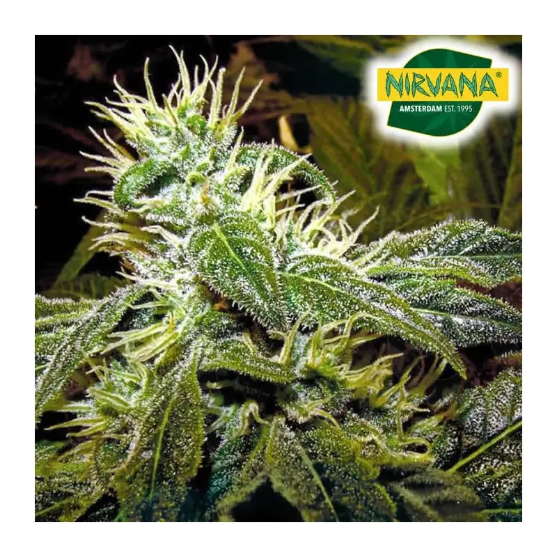 Black Domina Feminized