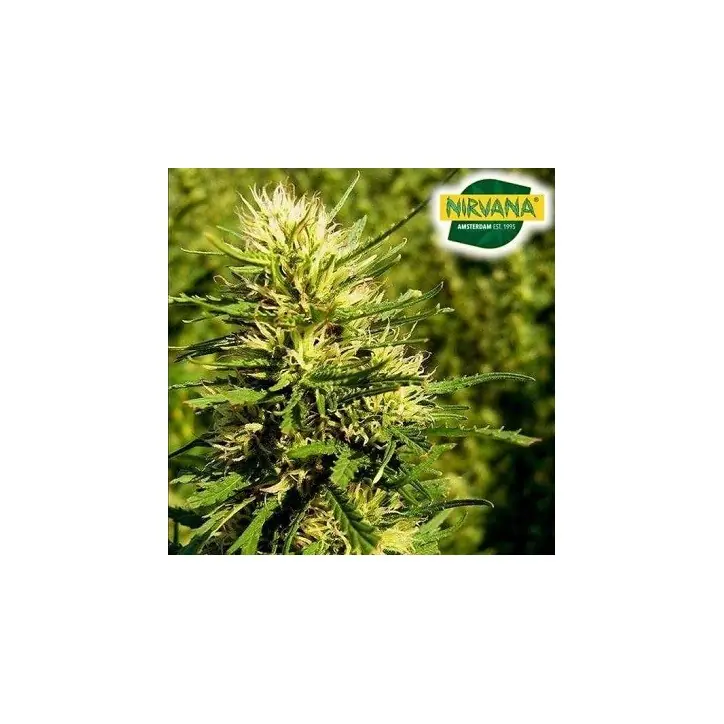 Super Skunk Autoflower Super Skunk Autoflower