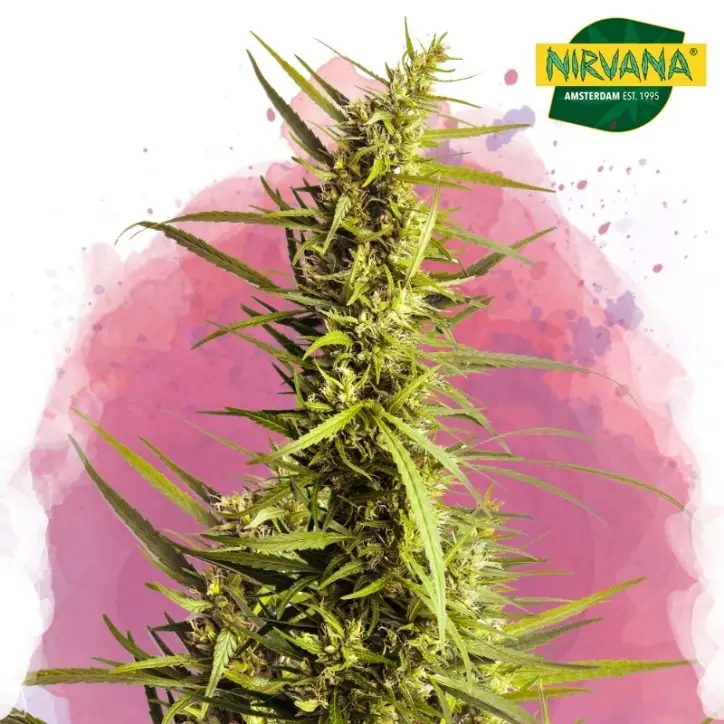 AK-48 Feminized Single Seed AK-48 Feminized Single Seed