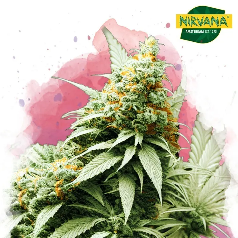 Nirvana Big Bud Feminized Single Cannabis Seed - High Yields