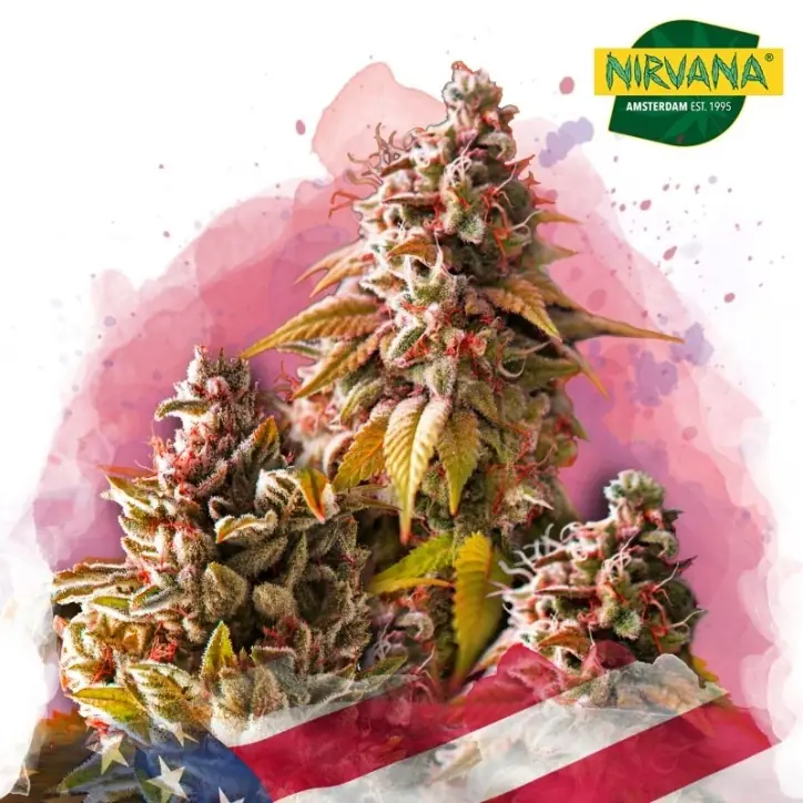 Bubble Kush Feminized Bubble Kush Feminized