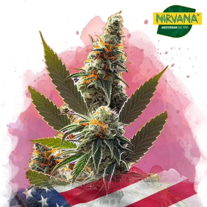 California Orange Bud Feminized California Orange Bud Feminized