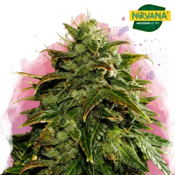 Cookies Cream Feminized