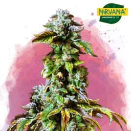 Durban Poison Cannabis | Marijuana Seeds South Africa | Nirvanashop SA