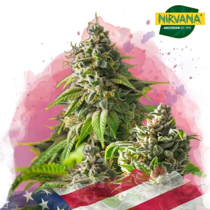 Girl Scout Cookies Feminized Girl Scout Cookies Feminized