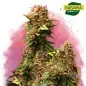Granddaddy Purple Feminized Cannabis Seeds South Africa|Nirvanashop SA