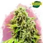 Green Poison Feminized Marijuana Seeds South Africa | Nirvanashop SA