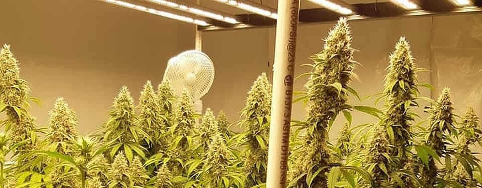 beginners guide to growing cannabis indoors